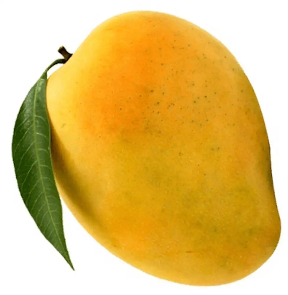 Mangue fraîche 100% biologique, vente en gros, mangue fraîche verte et jaune