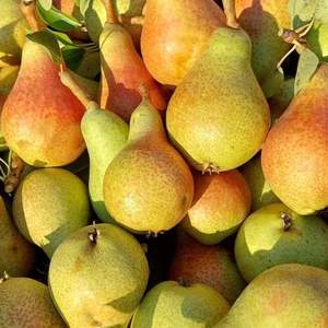 Pêres de conférence de qualité supérieure, de qualité d'exportation de classe I, sucrées, juteuses, riches en fibres, fraîches, vente en gros avec chaîne du froid mondiale - Product Image 5