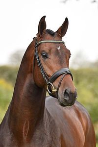 บังเหียนม้าของอังกฤษใหม่บังเหียนม้าทำจากหนังแท้สำหรับใช้ในการขี่ม้า - Product Image 3