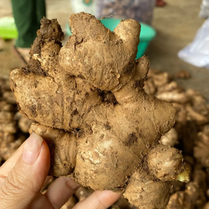 Premium <b>Fresh</b> <b>Ginger</b> From Vietnam | Rich Taste High Nutritional Value - Product Image 5