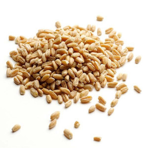 Aislado de Proteína de Extracto de Semilla de Cebada de Alta Calidad 80% en Polvo, Sin OMG, Vegano, para Nutrición Deportiva, Barras Energéticas, Grado Alimenticio - Product Image 4