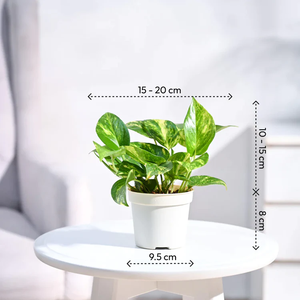 Plante d'argent en céramique de haute qualité avec des feuilles panachées Vastu-Friendly pour intérieur extérieur résistant aux UV avec des pots de différentes tailles - Product Image 2