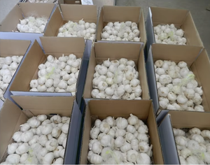 Ail frais entier, bulbes naturels blancs à rayures violettes, pour la cuisine, stockage à sec, durée de conservation de 6 à 12 mois - Product Image 3