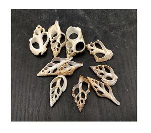Rebanadas cortadas de Concha a granel para decoraciones de bodas costeras DIY y proyectos creativos de manualidades hechas a mano - Product Image 1