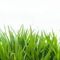 [Hot Koop 2022] Beste Prijs Voor Hoge Kwaliteit Olifant Gras Uit Vietnam Vendor 2022