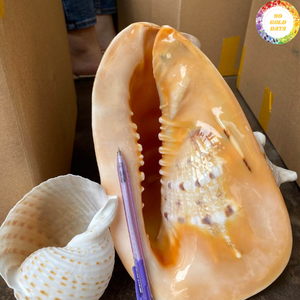 Concha Natural de Calidad Cassis Madagascariensis de Vietnam Diseñada para Proyectos de Arte Creativo y Usos Decorativos - Product Image 3