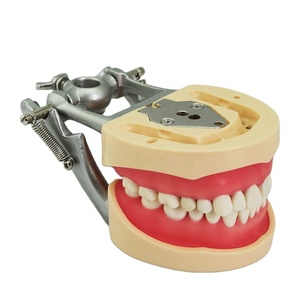 Modelo de Diente Permanente Estándar Dental de Resina TM-A10 - Product Image 1