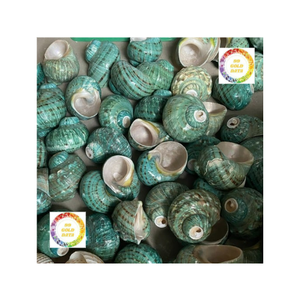 Coquille décorative verte turbo du Vietnam Coquille océanique authentique pour la fabrication de bijoux ou le style de maison tropicale - Product Image 1