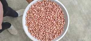 Exportation d'arachides de traitement brut de style séché biologique de haute pureté pour la production de confiseries et de beurre d'arachide-Wholesale Supply - Product Image 3