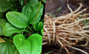 Planta de Plantago, Hojas y Tallos Secos Cortados, Hojas Enteras de Plantago Secas, 85g 1.95Kg, Proveedor de Plantago major, Vietnam - Product Image 6