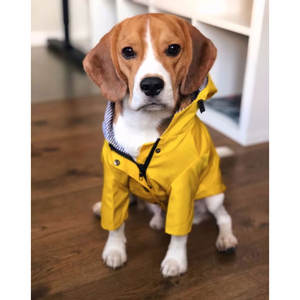 Impermeable para Perros de Algodón Moderno de Alta Calidad 2026, con Capucha, Ligero y Resistente al Viento - Product Image 1