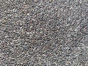 Graines de chia noires riches en nutriments pour complément alimentaire, vente en gros, graines de chia naturelles, riches en antioxydants, superaliment, produit du Vietnam - Product Image 4