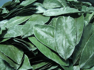 CHEAPEST PRICE DRIED SOURSOP LEAF/ GRAVIOLA LEAVES FROM VIETNAM - Product Image 2