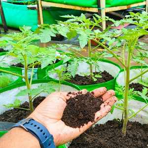 Engrais organique compost de vermis 1 kg indien - Haute qualité, qualité d'exportation, excellent prix - Product Image 2