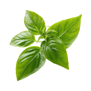 Poudre de feuilles de Qasil de haute pureté, extrait végétal idéal pour les formulations de beauté à base de plantes, le nettoyage de la peau et la nutrition des cheveux - Product Image 5