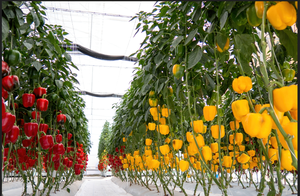 Sacs de culture en cocofibre de qualité supérieure, adaptés à la culture hydroponique, idéaux pour la culture de tomates, poivrons et concombres, écologiques - Product Image 4