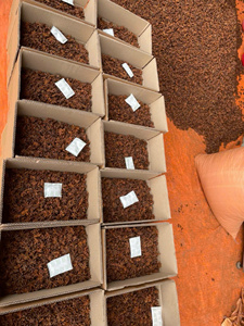 Anís estrellado de Primavera/otoño de alta calidad de exportación; Directo desde Vietnam, tarifas competitivas - Product Image 4