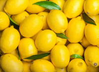 Meilleurs citrons verts et citrons verts biologiques frais de qualité supérieure sans pépins de Belgique, stockage à froid disponible