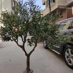 Adamant grandi piante artificiali ulivo artificiale per la decorazione del giardino - Product Image 2