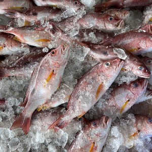 Pescado Pargo Rojo Congelado IQF de Vietnam, Venta al por Mayor a Granel, Proveedor de Pescado Marino Entero de Alta Calidad - Product Image 6