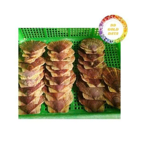 Material Natural de concha de vieira decorativa para artesanía y arte Artículo hecho a mano Proveedor de Vietnam para decoración del hogar - Product Image 5