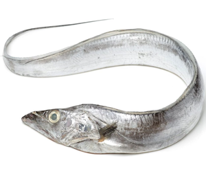 Roman troops ริบบิ้นแช่แข็งคุณภาพสูงปลาทะเลที่ดีที่สุดอายุการเก็บรักษา24เดือน meerut อินเดีย - Product Image 1