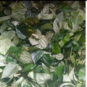 100% FEUILLES DE BETEL SÉCHÉES NATURELLES/FABRIQUÉES au VIETNAM - Product Image 4