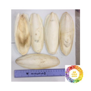 Hueso de sepia secado Natural de calidad de exportación hueso de calamar cortado secado al sol hueso de calamar procesado sin procesar para animales - Product Image 4