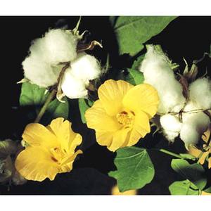 Calidad Premium Gossypium herbaceum 100% puro algodón crudo fibra natural y pura para la industria textil tejido giratorio - Product Image 2