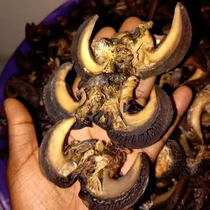 Mejor Precio con Descuento, Caracoles Gigantes Africanos Frescos Procesados de Congo (para Cocinar), Concha FD, 24 Meses de Vida Útil, Almacenamiento en Frío y Seco - Product Image 1