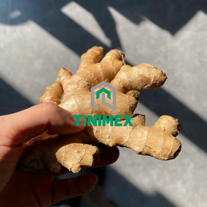 Gingembre/Gengibre/Shouga hybride frais de haute qualité à 100% au Vietnam avec un prix de gros compétitif - Product Image 3