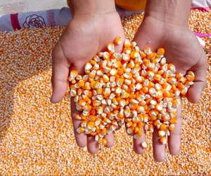 Maíz Amarillo Orgánico Seco al por Mayor de Fábrica, Maíz Blanco para Consumo Humano y Alimentación Animal, Paquete a Granel - Product Image 1