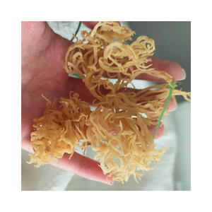 Algas marinas Eucheuma Cottonii de Vietnam secadas al sol con humedad estable para fabricantes de carragenina de alto grado - Product Image 4