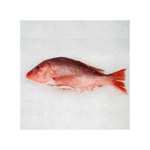 Poisson snapper blanc frais congelé entier, prix du marché, durée de conservation 2 ans - Product Image 2