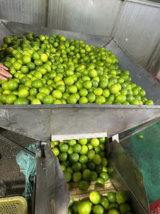 Calamansi น้ำผลไม้แช่แข็งสำหรับใช้ในอุตสาหกรรมเครื่องดื่ม - Product Image 5