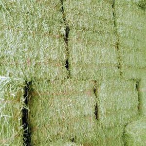 Foin d'alfalfa de qualité supérieure en vrac à prix avantageux pour l'alimentation des chevaux, bovins, porcs et animaux – Vente directe en stock - Product Image 1