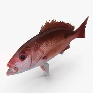 Peixe snapper vermelho congelado fresco e inteiro melhor preço de atacado no mercado