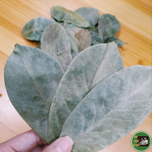 Vietnam Origin Dried Soursop Leaves Natural Leaf Material For Beverage <b>Production</b> And Tea Making - Product Image 4