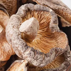 Champignons Shiitake séchés cultivés en gros en vrac