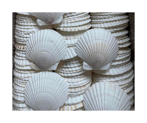 เปลือกหอยพัดจากหมู่บ้านชาวประมงเวียดนามทำจากข้อมูลทองคำ99ชิ้นสำหรับตกแต่งอย่างมีสไตล์ - Product Image 3