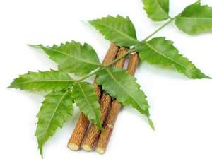 Extrait de plantes de feuilles séchées de neem biologique de haute qualité pour les soins de la peau-Fournisseurs de fabricants en gros de l'Inde du Sud - Product Image 2