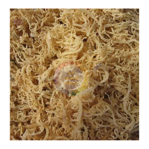 สาหร่าย Eucheuma cottonii ขนาดใหญ่-คุณภาพสูงจากธรรมชาติและอุดมไปด้วยสารอาหารสำหรับการทำอาหารและการใช้ในอุตสาหกรรม - Product Image 2