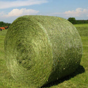 Premium alfalfa hay supplied in large bales for wholesale buyers at factory price for Sale - Product Image 4