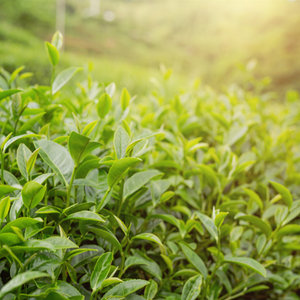 เซรั่มบำรุงผิวพรีเมียม ชาเขียว ไฮยาลูรอนิค แอซิด ดี-แพนทีนอล ช่วยลดเลือนริ้วรอย กระชับผิว ชุ่มชื้น พร้อมแอมพูล ผลิตแบบ ODM/OBM พัฒนาในเกาหลี - Product Image 5