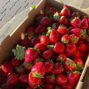 Fresas Frescas Naturales de Alta Calidad, Alto Contenido de Brix 12+ - Product Image 4