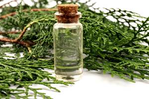 Aceite esencial de ciprés puro 100% - Product Image 3