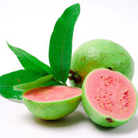 Verse Guave Fruit Biologisch 100% Natuurlijk Grote Maat Heldergroene Schil 0,20-0,25kg 24 Dagen Houdbaarheid Leverancier Beschikbaar