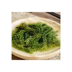 食用海藻新鲜海葡萄/海葡萄海藻出口最优惠价格从越南99黄金数据