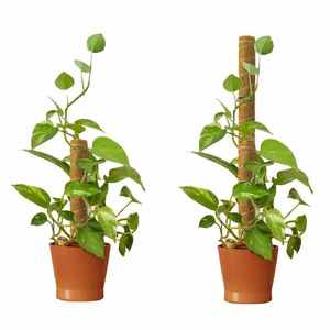 Approvisionnement direct d'usine 5 pieds moderne Coco Coco poteaux bois naturel plante d'intérieur vignes décor prix de gros pour fournitures de jardin - Product Image 3