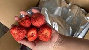 2025สตรอเบอร์รี่แห้งบลูโลตัสแบบพรีเมี่ยมสำหรับทำขนมอบไอศกรีมสมูทตี้ - Product Image 2